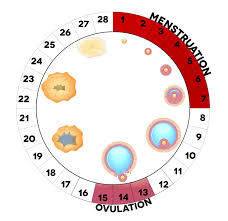 Ovulation