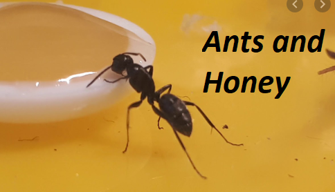 Did You Know Why Ants Don T Easily Get Attracted To Honey Moms All