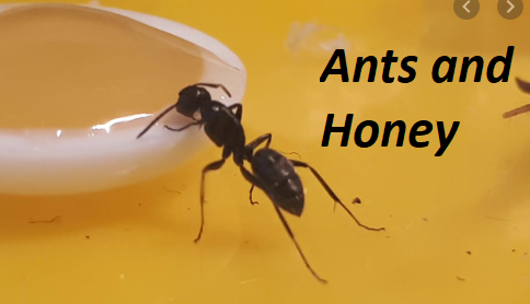 Did You Know: Why Ants Don’t Easily Get Attracted to Honey?