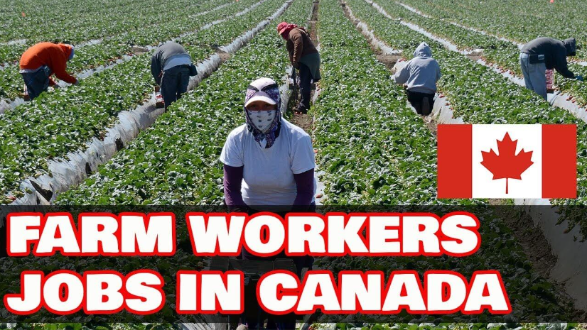 Farm Worker Jobs In Canada With Visa Sponsorship For 2023 APPLY NOW 